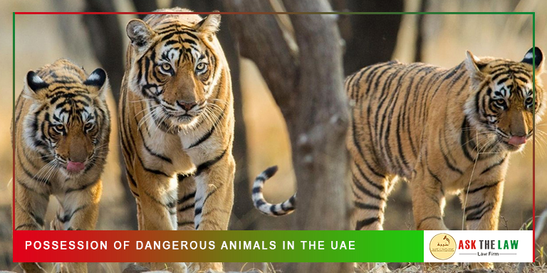 Possession-of-Dangerous-Animals-in-the-UAE Possession of Dangerous Animals in the UAE